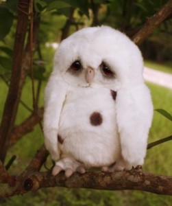 Create meme: cute owl, pechalka, owls