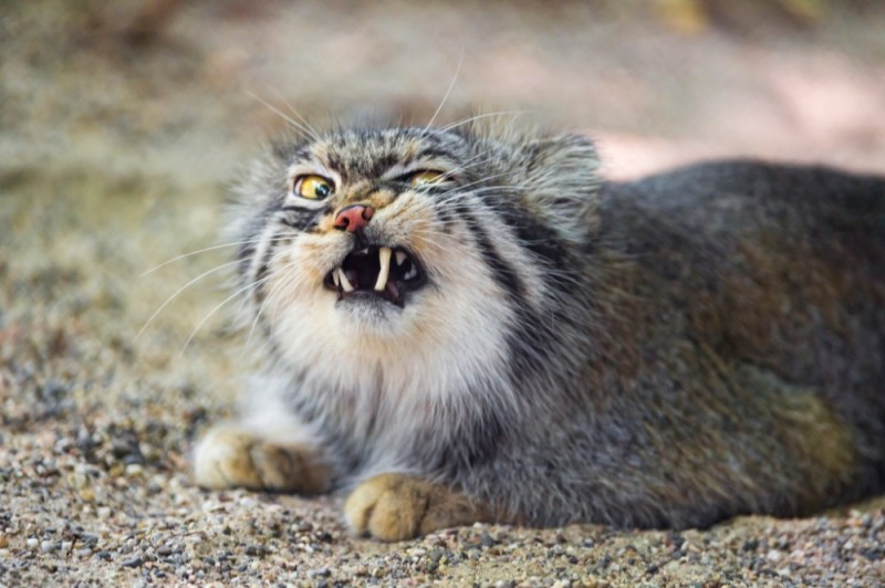 Create meme: wild cat manul, wild cat manul, forest cat manul