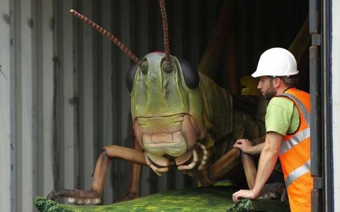 Create meme: Giant ueta grasshopper, The biggest grasshopper, the largest grasshoppers in the world