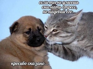 Create meme: cat, cat and dog love, cat