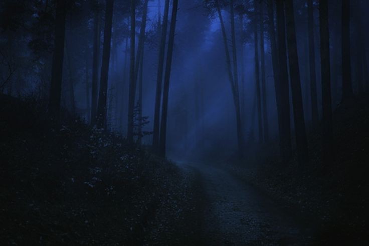 Создать мем: опушка леса ночью, лес в тумане, фон ночной лес