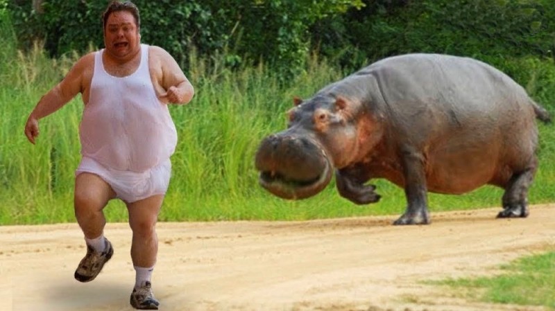 Create meme: the hippopotamus is ordinary, The hippopotamus man, A hippo is running after a man