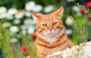 Создать мем: кошки, red cat, кошка на траве картинки