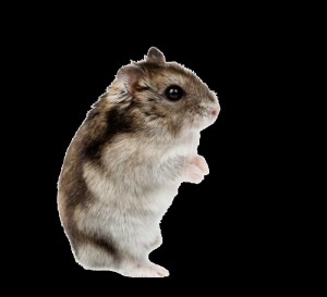 Create meme: gungari pictures, hamster on white background, hamster