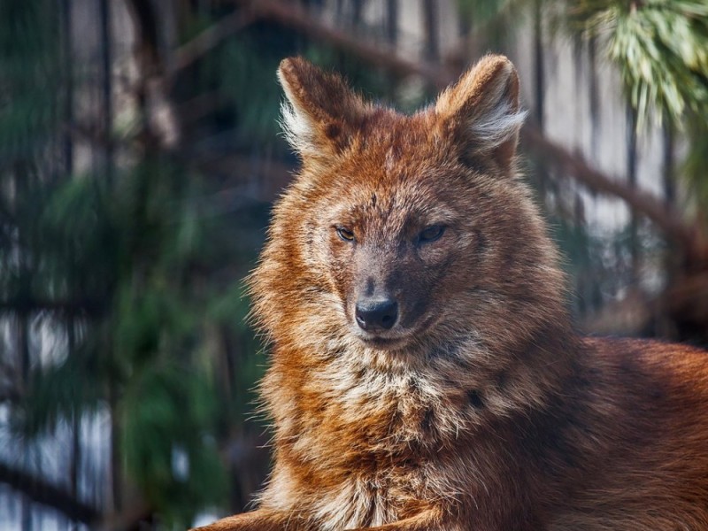 Создать мем: горный волк, красный волк новосибирский зоопарк, моголлонский горный волк