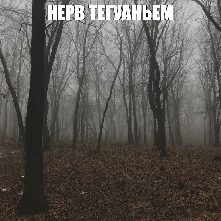 Create meme: forest misty, dark misty forest, fog in the forest