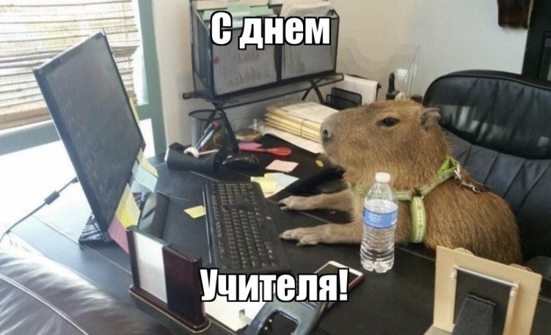 Create meme: capybara at the computer, the capybara , business capybara