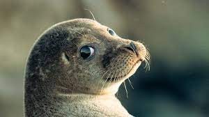 Создать мем: тюлень, морской котик тюлень нерпа, милая нерпа
