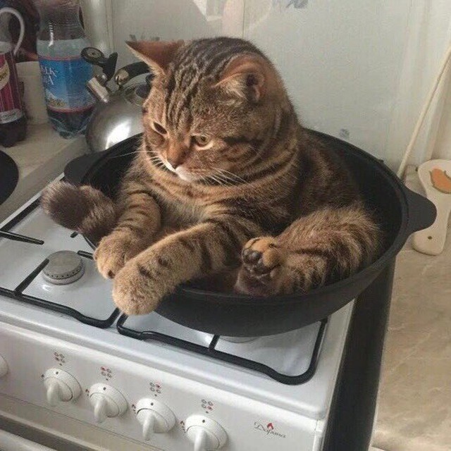 Создать мем: кот в сковороде, котики смешные, кот смешной
