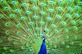 Create meme: peacocks, bird peacock, peacock