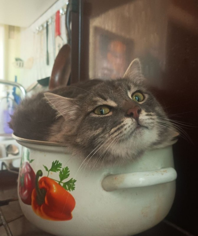 Create meme: cat , cat , the cat in the pan