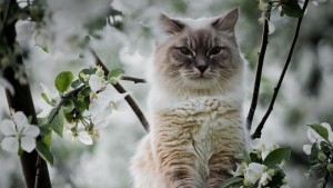 Создать мем: кот весна, кошка весна, весна коты