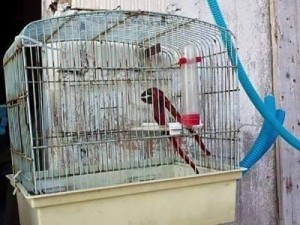 Create meme: cell, the parrot cage, Alexandrine parrot