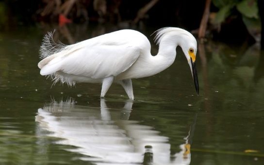 Create meme: white egret , great white egret , The White Heron of TV shows