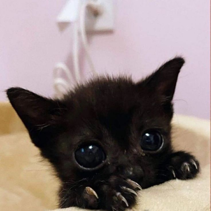 Create meme: black kitten , black cat , black cat 