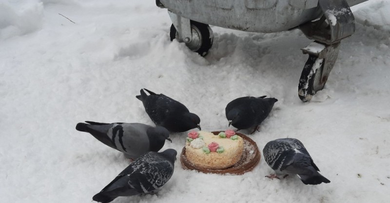 Create meme: pigeon in winter, pigeon bird , dove 