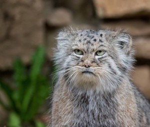 Создать мем: манул кошка фото, манул в московском зоопарке, manul