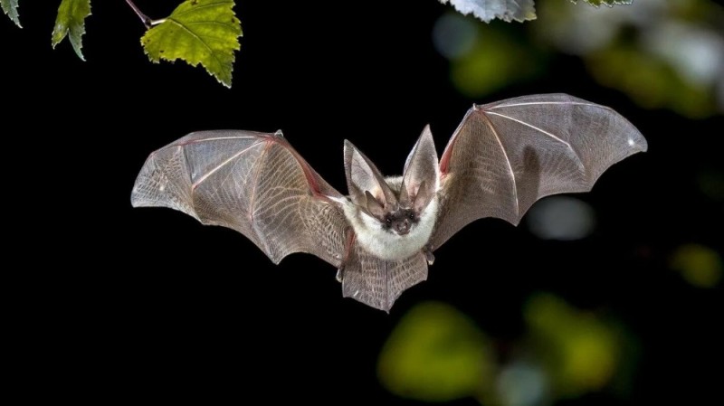 Create meme: common vampire bat, The bat is an ordinary moth, The bat is a moth