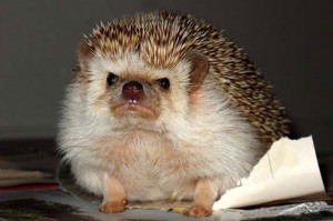 Create meme: African pygmy hedgehog, the evil hedgehog, pygmy hedgehog