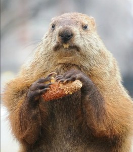 Create meme: with Groundhog day, marmot