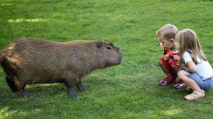 Create meme: a pet capybara, kapibara, capybaras