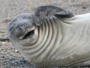 Создать мем: северный морской слон, морской слон лежбище, ластоногие морской слон