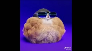 Create meme: fluffy, cat