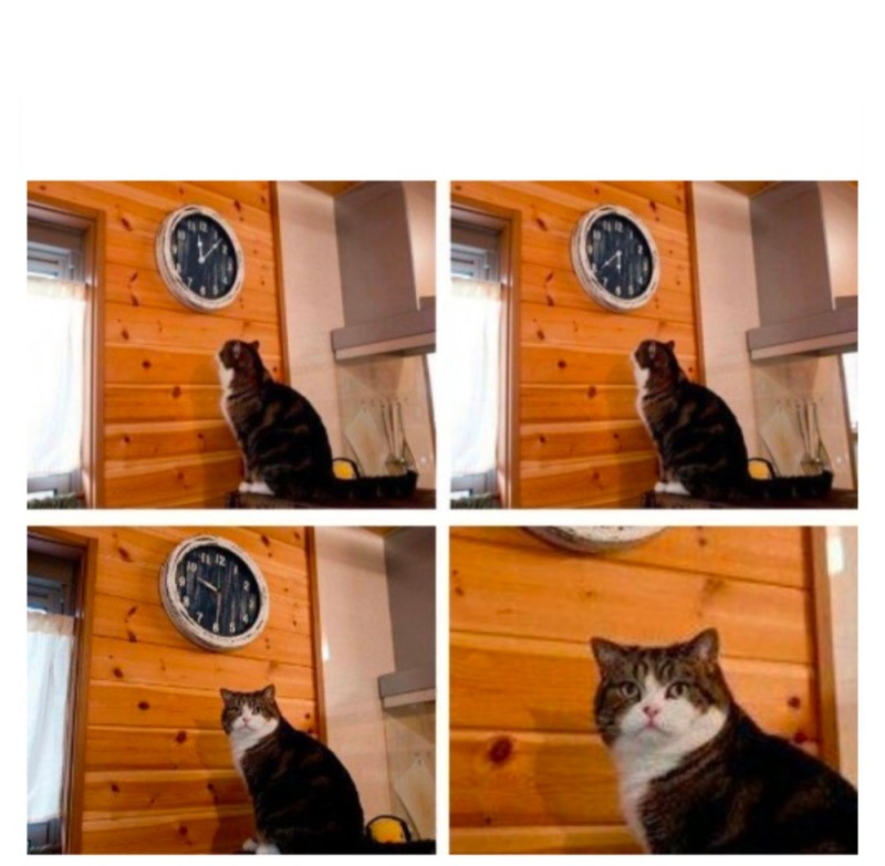 Create meme: meme with cats, meme cat time, cat time