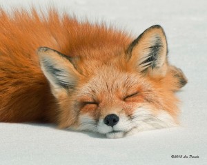 Create meme: Fox, Fox red, Fox red