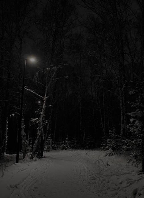 Create meme: night forest, winter is dark, winter forest at night