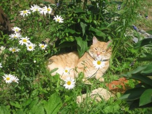 Create meme: cats, cat, kitten in daisies photo