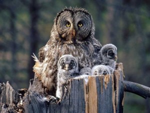 Create meme: owl, bird owl, great grey owl