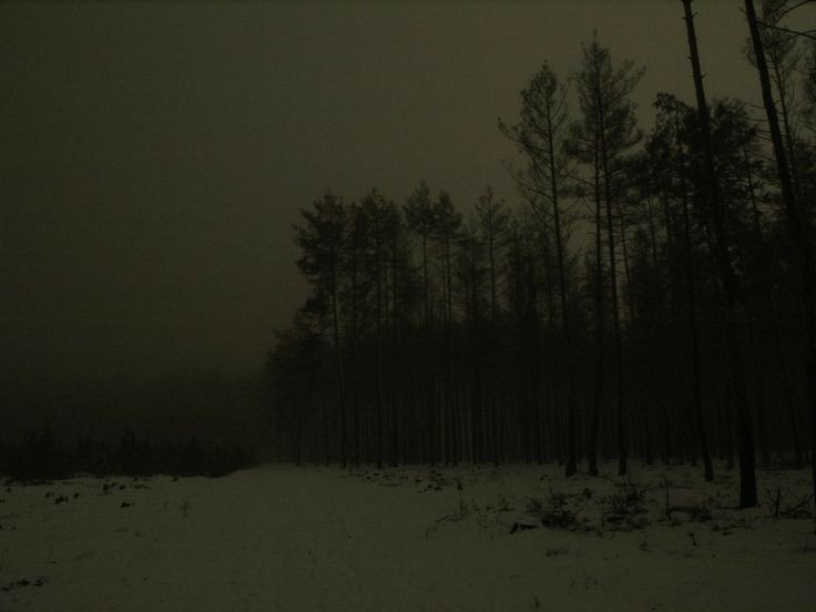 Create meme: dark forest, nature is dark, the landscape is dark