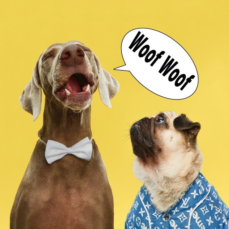 Создать мем: оскар из hoootdogs, dog, собака смешная