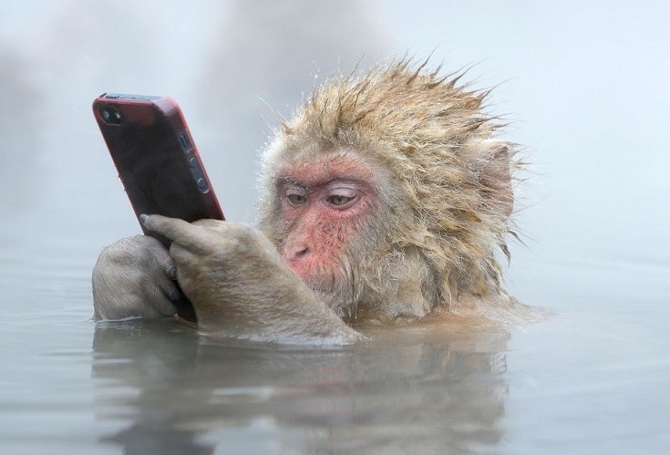Create meme: monkey in the water, monkey , the monkey with the phone in the water