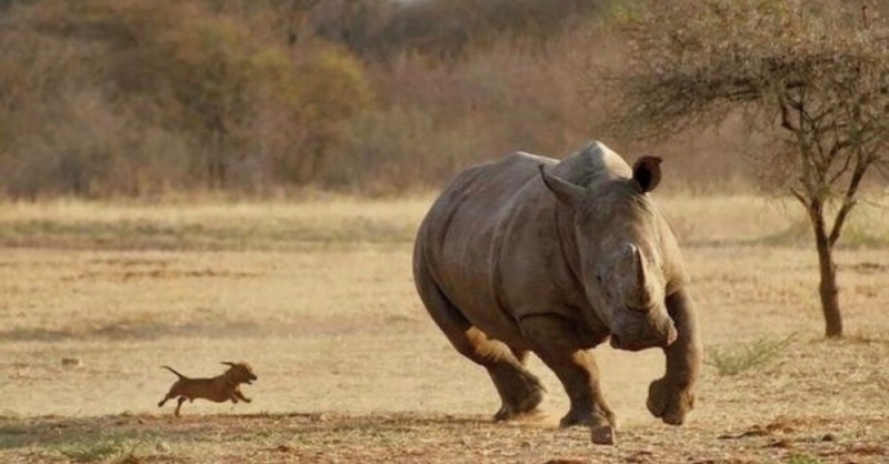 Создать мем: дикий носорог, черный носорог носорог, слон бегемот носорог