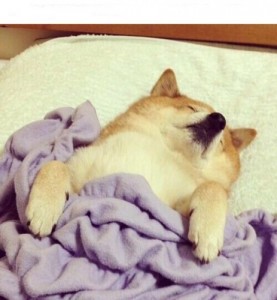 Create meme: morning, meme doge, quite