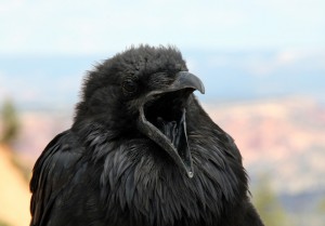 Create meme: crow, common raven, Raven yells me