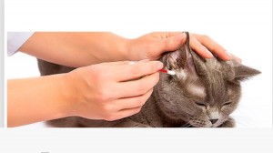 Create meme: cats, kitty ears, otitis in cats