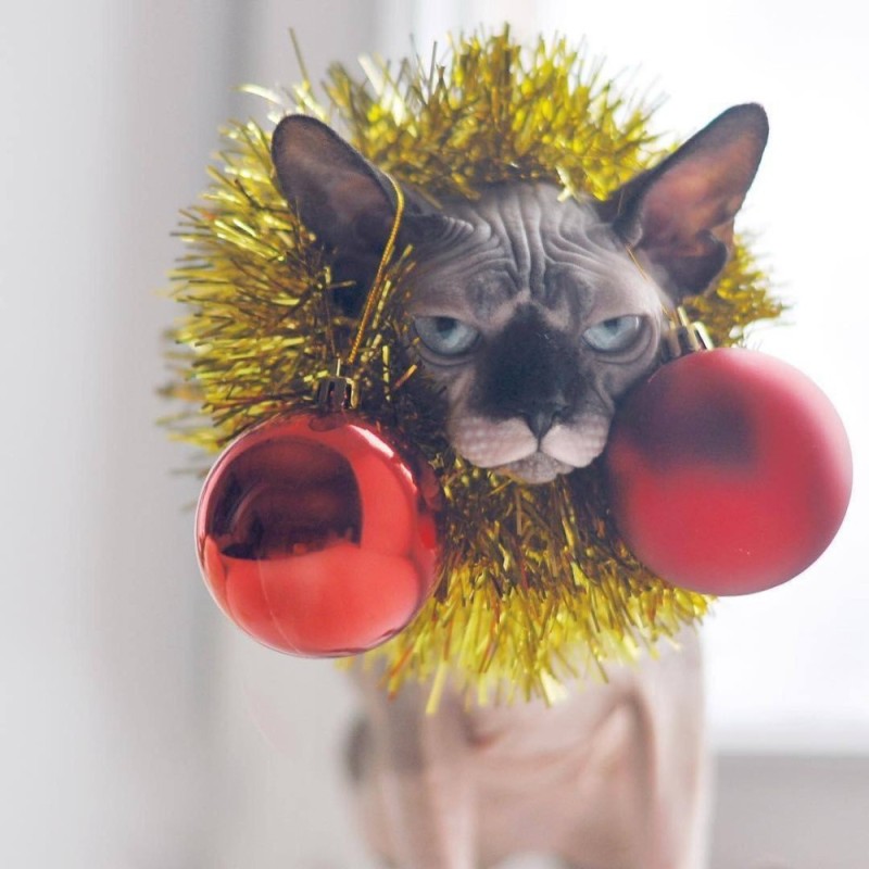Create meme: funny cats , Christmas, happy new year 2019