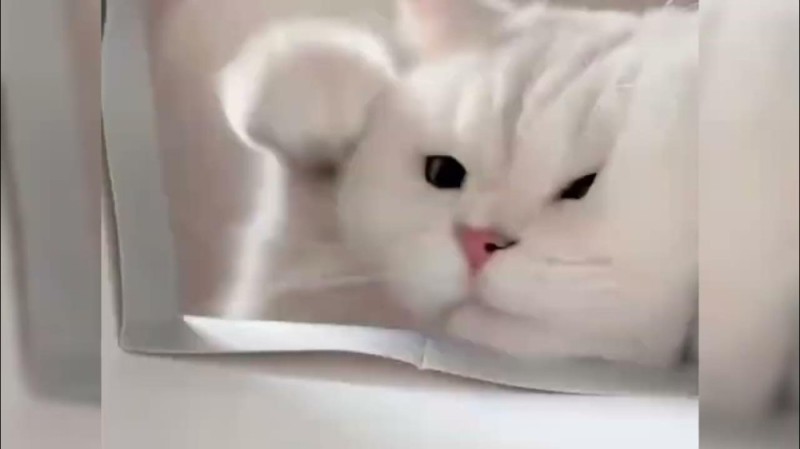 Create meme: white cat, cat , white cats