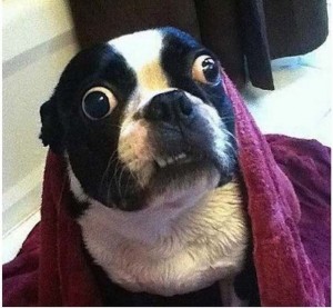 Create meme: dog with bulging eyes, surprised dog, Dog