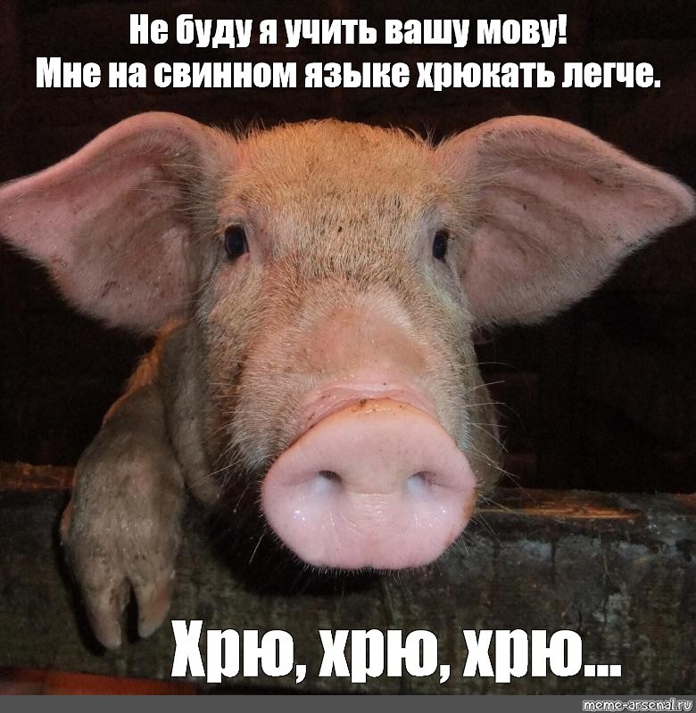 Create meme: oink , pig , oink oink 