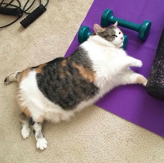 Создать мем: толстый кот занимается спортом, жирные коты, жирный кот