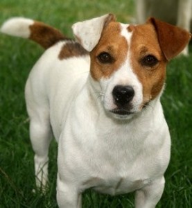 Create meme: Jack Russell, breed Jack Russell, breed Jack Russell Terrier