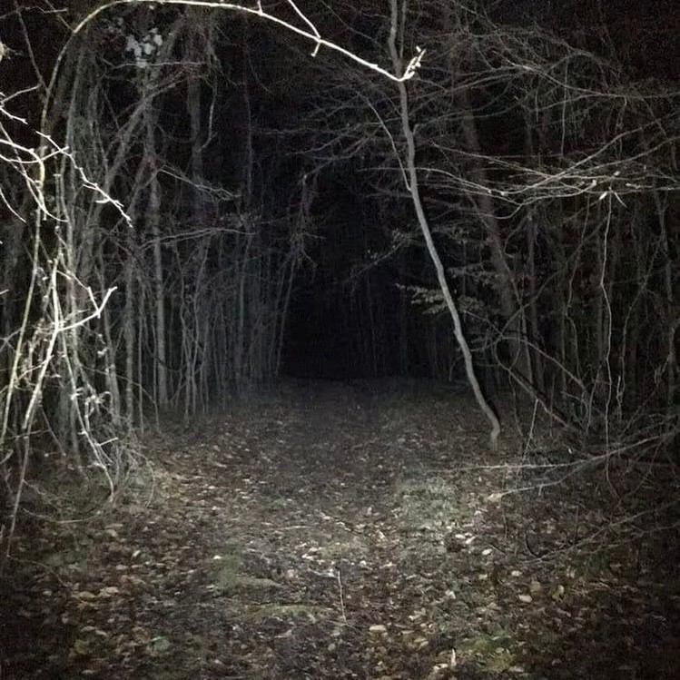 Создать мем: ночной лес, темный лес, мрачные фотографии