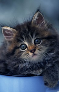 Create meme: kitties, cats, of Wallpapers images 3d kittens