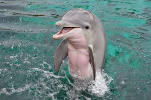 Create meme: Dolphin bottlenose Dolphin, dolphins, a curious Dolphin