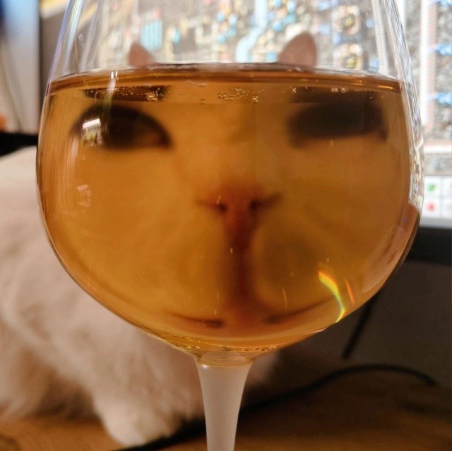 Create meme: cute cats funny, cat with wine, cat 