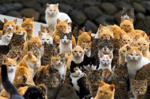 Create meme: the island cats, many cats, aoshima cat island